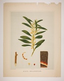 Artist: Fiveash, Rosa | Title: Acacia melanoxylon. | Date: 1882 | Technique: lithograph, printed in colour, from multiple stones [or plates]