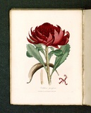 Title: Embothrium speciosissimum [Great embothrium or waratah]. | Date: 1793 | Technique: engraving, printed in black ink, from one copper plate; hand-coloured