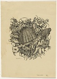 Artist: Crooke, Ray. | Title: (Native flowers). | Date: 1956 | Technique: screenprint, printed in black ink, from one screen