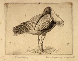 Artist: LINDSAY, Lionel | Title: Ibis | Date: c.1925 | Technique: engraving, printed in black ink, from one plate | Copyright: Courtesy of the National Library of Australia
