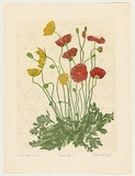 Artist: GRIFFITH, Pamela | Title: Poppy Plant | Date: 1988 | Technique: hardground-etching and aquatint, printed in black ink, from one copper plate; hand-coloured | Copyright: © Pamela Griffith