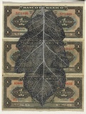Artist: HALL, Fiona | Title: Quercus crassifolia - Mexican oak (Mexican currency) | Date: 2000 - 2002 | Technique: gouache | Copyright: © Fiona Hall