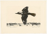 Artist: ROSE, David | Title: Flying kookaburra I | Date: 1978 | Technique: aquatint, printed in black ink, from one plate; watercolour additions