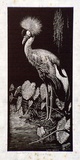Artist: LINDSAY, Lionel | Title: Crested crane | Date: 1936 | Technique: wood-engraving, printed in black ink, from one block | Copyright: Courtesy of the National Library of Australia
