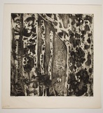 Artist: Haxton, Elaine | Title: Maculata | Date: 1967 | Technique: open-bite etching and aquatint, printed in blue ink, from one plate