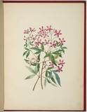 Artist: WALKER, Annie | Title: Ceratopetalum gummiferum [christmas bush]. | Date: 1887 | Technique: lithograph, printed in black ink, from one stone; hand-coloured