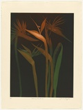 Artist: GRIFFITH, Pamela | Title: Bird of Paradise | Date: 1985 | Technique: hardground-etching, aquatint and burnishing, printed in colour, from two zinc plates | Copyright: © Pamela Griffith