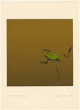 Artist: ROSE, David | Title: Floating frog I | Date: 1979 | Technique: screenprint, printed in colour, from multiple stencils