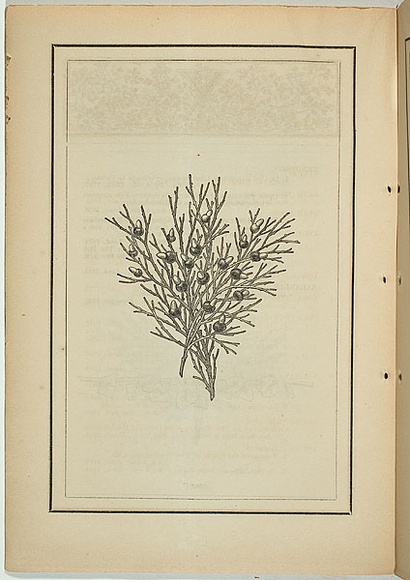 Title: not titled [exocarpus cupressiformis]. | Date: 1861 | Technique: woodengraving, printed in black ink, from one block