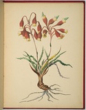 Artist: WALKER, Annie | Title: Blandfordia nobilis [Christmas bells or swamp bells]. | Date: 1887 | Technique: lithograph, printed in black ink, from one stone; hand-coloured