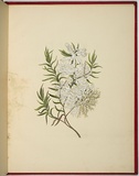 Artist: WALKER, Annie | Title: Melaleuca linariifolia [tea tree]. | Date: 1887 | Technique: lithograph, printed in black ink, from one stone; hand-coloured