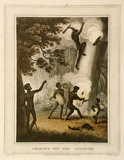Title: Smoking out the opossum. | Date: 1813 | Technique: etching and aquatint, printed in black ink, from one copper plate; hand- coloured