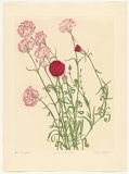 Artist: GRIFFITH, Pamela | Title: The Red Carnation | Date: 1988 | Technique: hardground-etching and aquatint, printed in black ink, from one copper plate | Copyright: © Pamela Griffith