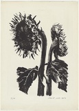 Artist: ROSE, David | Title: Sunflowers | Date: 1964 | Technique: lithograph, printed in black ink, from one stone