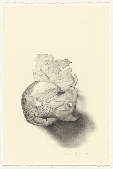 Artist: Pilgrim, Catherine. | Title: not titled [abstract onion skin] | Date: 2000, September | Technique: lithograph, printed in black ink, from one stone