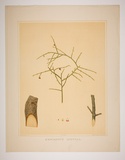 Artist: Fiveash, Rosa | Title: Exorcarpus aphylla. | Date: 1882 | Technique: lithograph, printed in colour, from multiple stones [or plates]