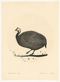 Artist: ROSE, David | Title: Guinea hen | Date: 1979 | Technique: aquatint, printed in black ink, from one plate