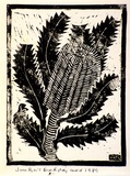 Artist: Kingston, Amie. | Title: Birthday card for Jocelyn: Banksia design | Date: 1989 | Technique: linocut, printed in black ink, from one block