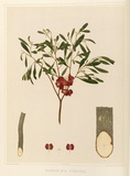 Artist: Fiveash, Rosa | Title: Dodonaea viscosa. | Date: 1890 | Technique: lithograph, printed in colour, from multiple stones [or plates]