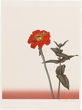 Artist: ROSE, David | Title: Large Zinnia | Date: 1994 | Technique: screenprint, printed in colour, from multiple stencils