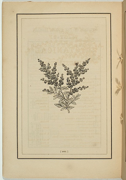 Title: not titled [rhagodia billardieri]. | Date: 1861 | Technique: woodengraving, printed in black ink, from one block