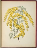 Artist: WALKER, Annie | Title: Acacia spectabilis [mudgee wattle]. | Date: 1887 | Technique: lithograph, printed in black ink, from one stone; hand-coloured