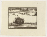 Artist: Hirschfeld Mack, Ludwig. | Title: Cypress tree, Corio Bay | Date: c.1943 | Technique: woodcut, printed in black ink, from one block
