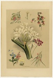 Artist: Angas, George French. | Title: South Australian botany: native flowers. | Date: 1846-47 | Technique: lithograph, printed in colour, from multiple stones; varnish highlights by brush