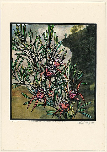 Title: Lambertina formosa - mountain devil | Date: 1990 | Technique: screenprint, printed in colour, from multiple stencils Title: Lambertina formosa - mountain devil | Date: 1990 | Technique: screenprint, printed in colour, from multiple stencils