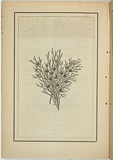 Title: not titled [exocarpus cupressiformis]. | Date: 1861 | Technique: woodengraving, printed in black ink, from one block