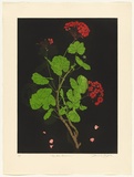 Artist: GRIFFITH, Pamela | Title: The Red Geranium | Date: 1988 | Technique: hardground-etching and aquatint, printed in colour, from two copper plates | Copyright: © Pamela Griffith