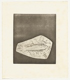 Artist: Cameron, Dorothy. | Title: not titled [fish] | Date: c.1976 | Technique: etching, printed in black ink, from one plate