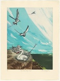Artist: GRIFFITH, Pamela | Title: Red tailed tropic bird | Date: 1985 | Technique: hardground-etching and aquatint, printed in colour, from two zinc plates | Copyright: © Pamela Griffith