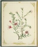 Artist: De Mole, Fanny. | Title: Fuchsia and primelia. | Date: 1861 | Technique: lithograph, printed in black ink, from one stone; hand-coloured