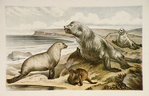 Artist: Berkeley Public School. | Title: Enotaria Cinerea - Australian sea-bear or fur seal; Cyclodus gigas - Northern blue-tongue lizard | Date: 1883 | Technique: lithograph, printed in colour, from six stones