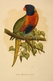 Artist: Lydon, Alexander Francis [A.F.L.]. | Title: Blue mountain lory. | Date: 1884 | Technique: lithograph, printed in black ink, from one stone; hand-coloured