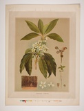 Artist: UNKNOWN | Title: Tristania conferta | Date: 1882 | Technique: lithograph, printed in colour, from multiple stones [or plates]