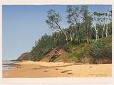 Artist: ROSE, David | Title: The bush at Bateau Bay | Date: 1991 | Technique: screenprint, printed in colour, from multiple stencils
