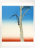 Artist: ROSE, David | Title: Eucalypt IV | Date: 1975 | Technique: screenprint, printed in colour, from multiple stencils