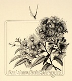 Artist: Twigden, Blake. | Title: Bookplate: Pat Corrigan (Gum blossom) | Date: 1976 | Technique: offset-lithograph, printed in black ink