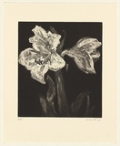 Artist: Harding, Nicholas. | Title: not titled [lily II] | Date: 2004 | Technique: open-bite and aquatint, printed in black ink, from one plate
