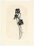 Artist: ROSE, David | Title: Iris plate | Date: 1986 | Technique: aquatint, printed in black ink, from one plate