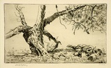 Artist: LINDSAY, Lionel | Title: Burden and heat of the day | Date: 1938 | Technique: drypoint, printed in warm black ink with plate-tone, from one plate | Copyright: Courtesy of the National Library of Australia