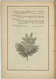 Title: not titled [acacia mollissima]. | Date: 1861 | Technique: woodengraving, printed in black ink, from one block