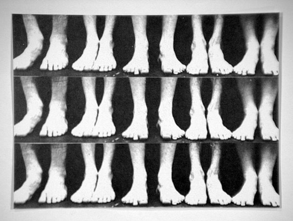 Artist: Gray, Marcia. | Title: not titled [three rows of pairs of feet] | Date: (1980) | Technique: offset-lithograph, printed in black ink