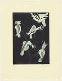 Artist: Law, Roger. | Title: (Five cockatoos) | Date: 2002 | Technique: aquatint, printed in blue/black ink with plate-tone, from one plate