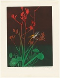 Artist: GRIFFITH, Pamela | Title: New Holland Honey Eater and Kangaroo Paw | Date: 1983 | Technique: hardground-etching and aquatint, printed in colour, from two zinc plates | Copyright: © Pamela Griffith