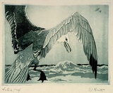 Artist: Hunter, William. | Title: Seagull | Date: 1940s | Technique: etching, printed in colour, from multiple plates