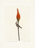 Artist: ROSE, David | Title: Visiting spinebill | Date: 1977 | Technique: aquatint and etching