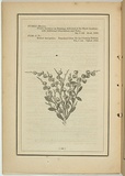 Title: not titled [fabricia loevigata]. | Date: 1861 | Technique: woodengraving, printed in black ink, from one block